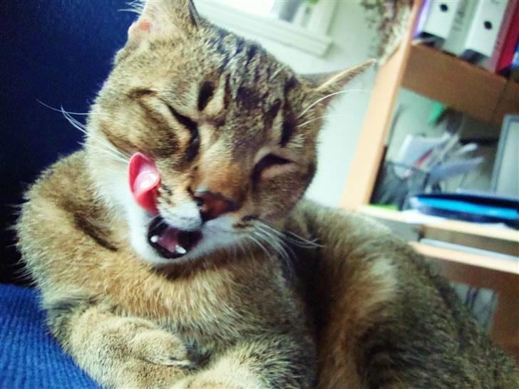 Huskat Mis - Tak for kigget sagde katten :) billede 20