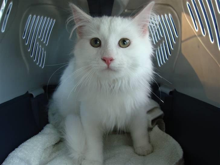 Maine Coon Miu - Bette Miu får lidt af et chok fra blitzen ;D 5 måneder billede 1