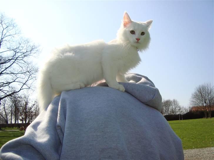 Maine Coon Miu - Miu på skulderen af ricki she loves it ;D 6 måneder billede 2