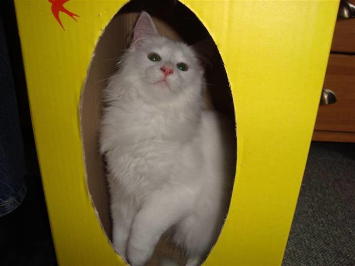 Maine Coon Miu - Miu´s favorit sted: i en kasse ;D 6 måneder billede 3