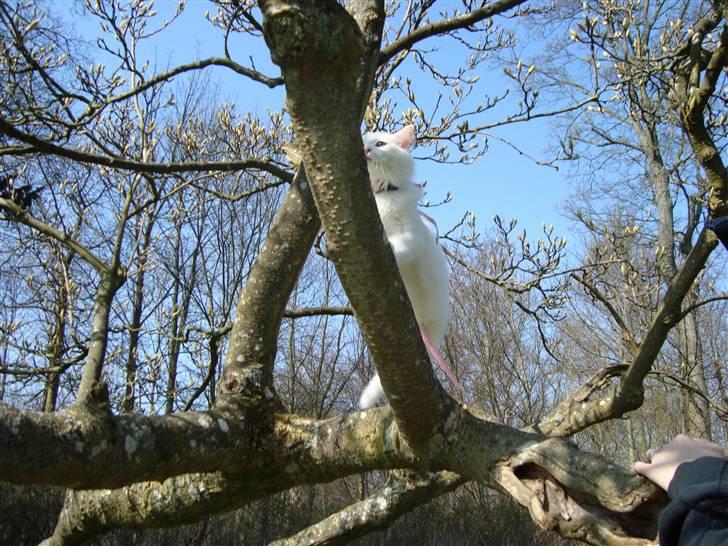 Maine Coon Miu - Jo højere jo bedre ;D 6 måneder billede 4