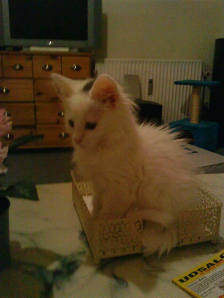 Maine Coon Miu - Miu på blot 12 uger sidder og kigger på mors blomst (; billede 5