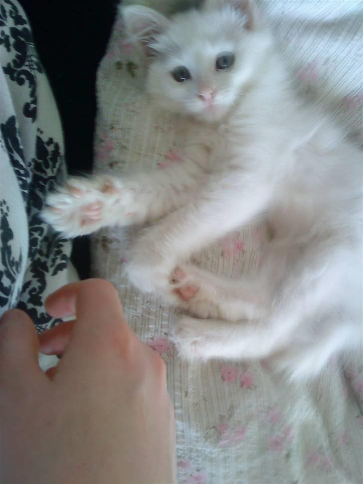 Maine Coon Miu - Så kær hun er!  stadig kun 12 uger  billede 6