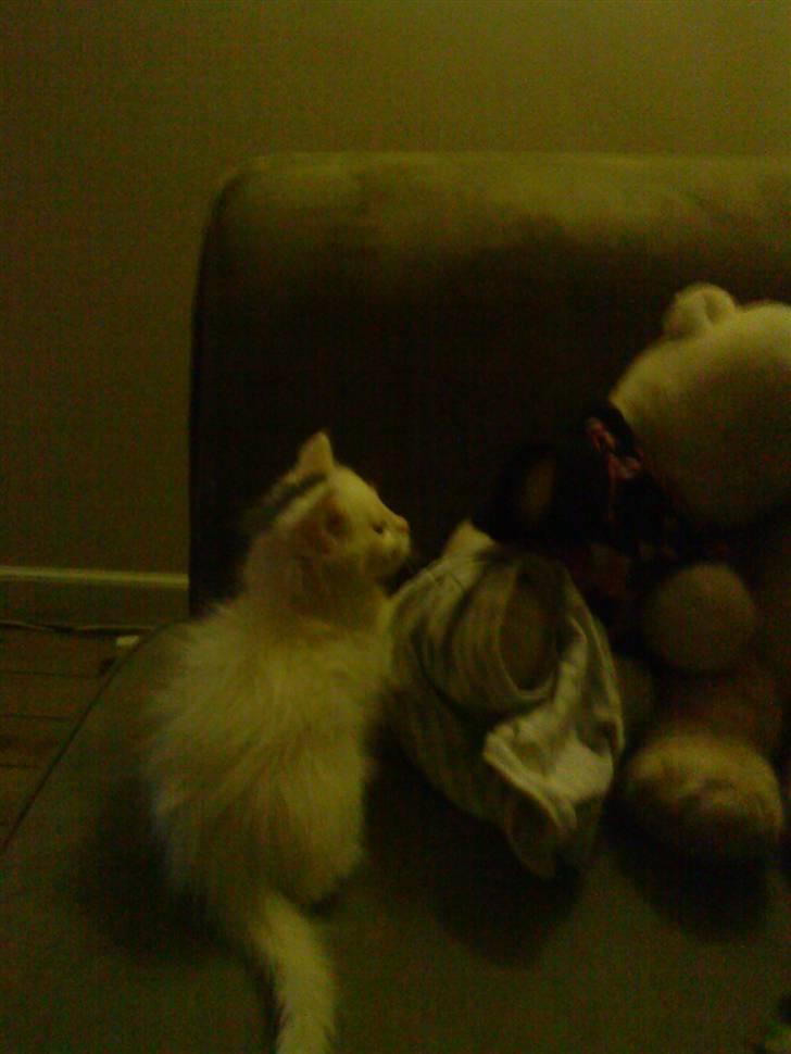 Maine Coon Miu - Dagen hvor vi hentede vores lille Miu, 12 uger billede 7