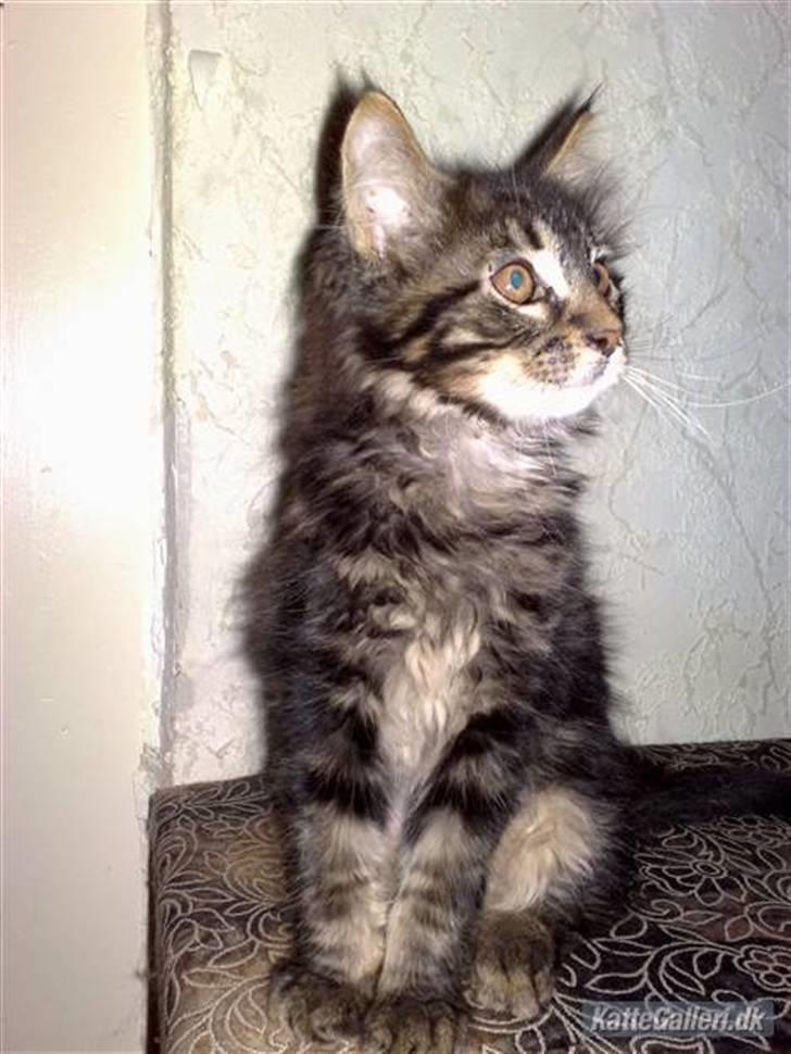 Maine Coon *SOLGT* Baily   25.10. billede 1