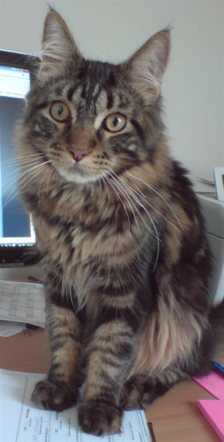 Maine Coon *SOLGT* Baily   25.10. - 9/5-09 billede 2