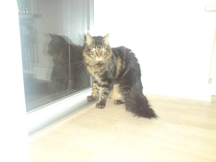 Maine Coon *SOLGT* Baily   25.10. - 8/5-09 billede 3