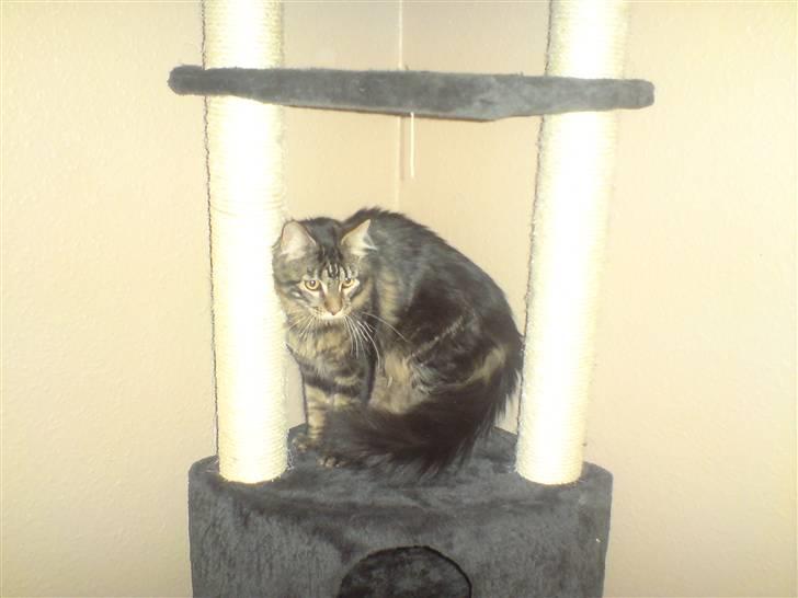 Maine Coon *SOLGT* Baily   25.10. - 8/5-09 billede 4