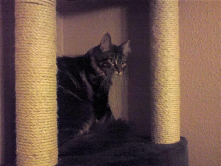 Maine Coon *SOLGT* Baily   25.10. - 8/5-09 billede 5