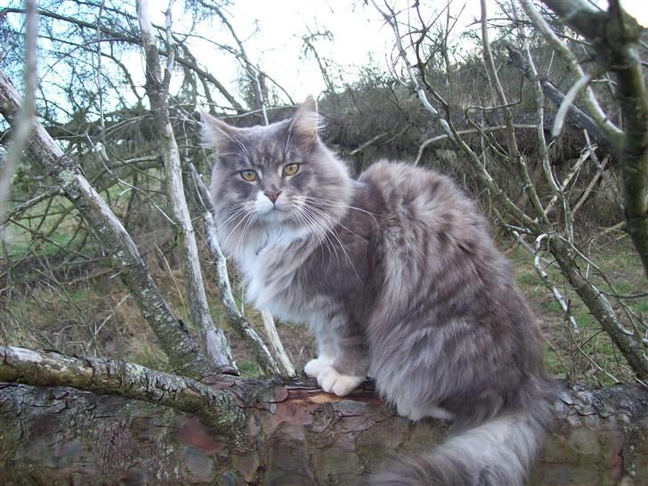 Norsk Skovkat Silas billede 17