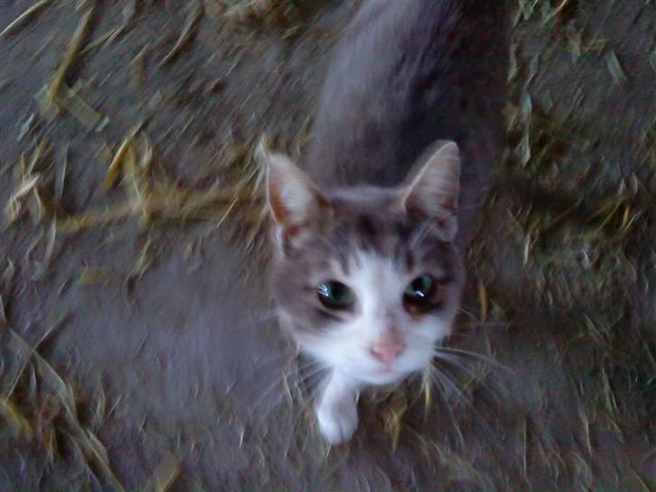 Huskat Missemor - så er killingerne kommet ud billede 6