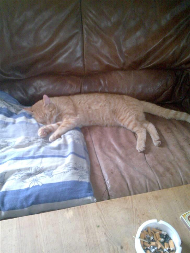 Huskat Laban Garfield Peter  billede 14