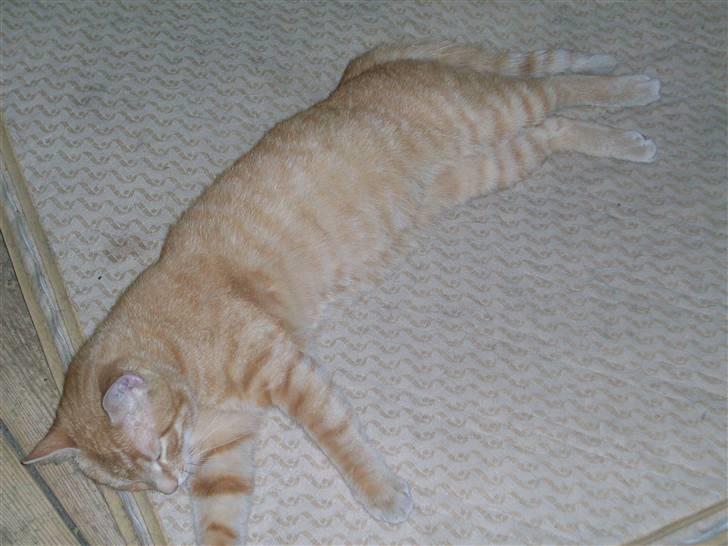 Huskat Laban Garfield Peter  billede 15