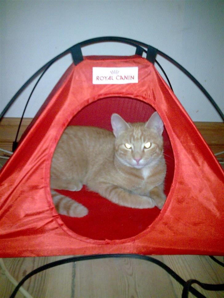 Huskat Laban Garfield Peter  billede 16