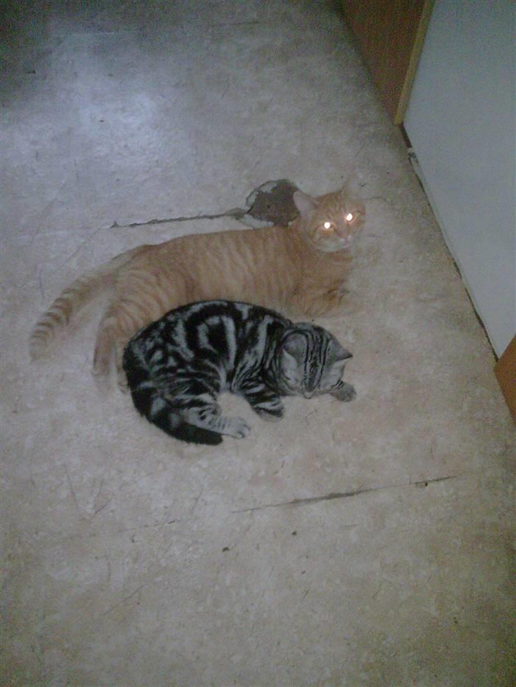 Huskat Laban Garfield Peter  billede 17