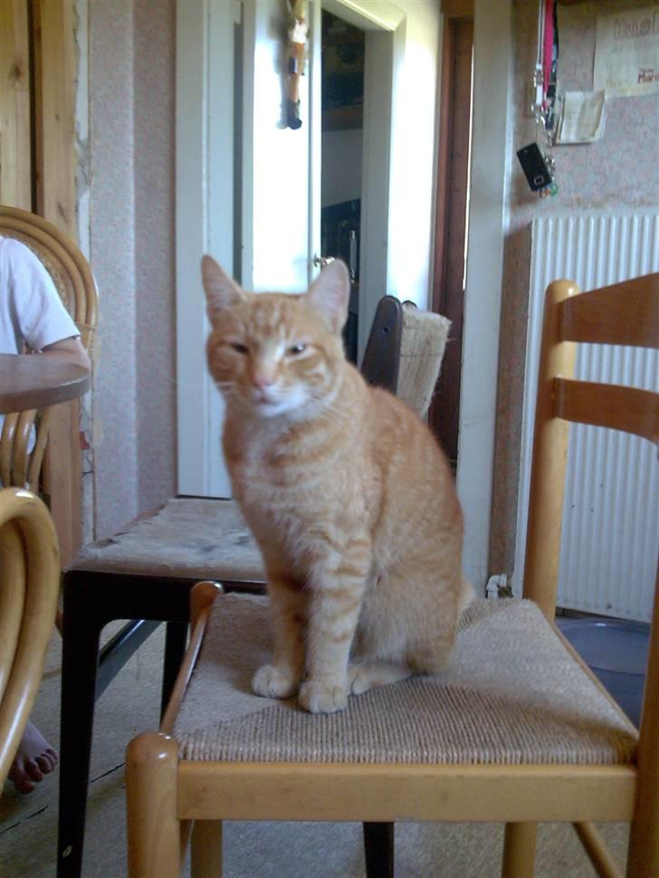 Huskat Laban Garfield Peter  billede 19