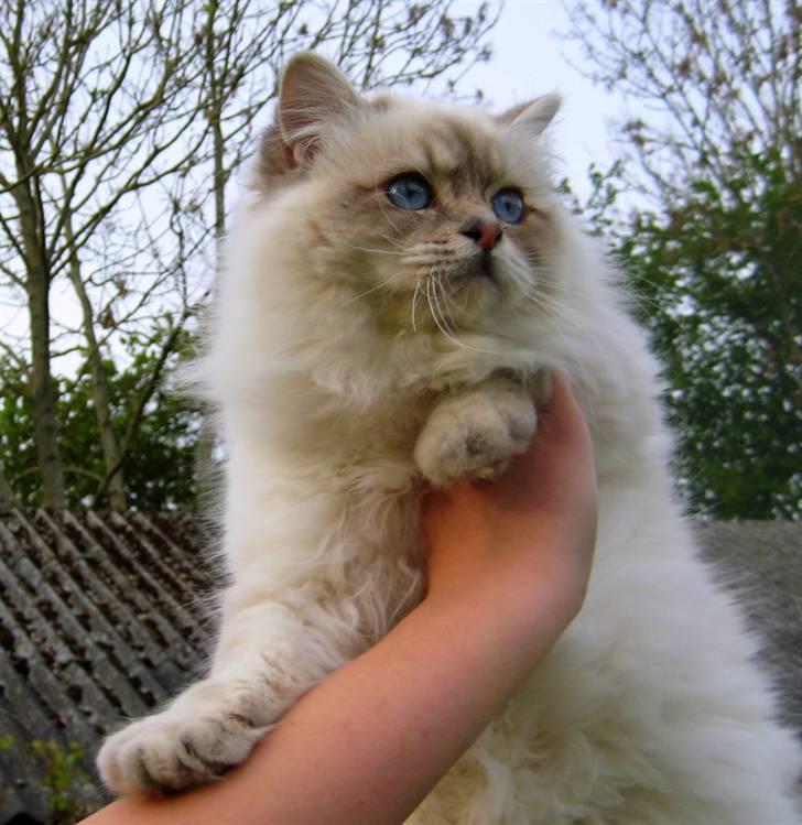 Hellig Birma Wehnert´s I Am Legend - Legend snart 11 mrd gammel billede 6