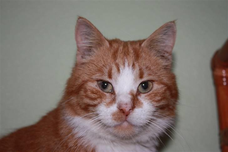 Huskat Benjamin R.I.P billede 6