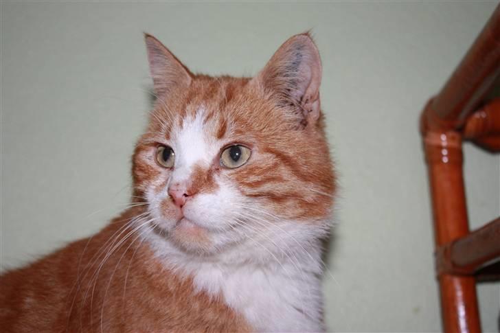 Huskat Benjamin R.I.P billede 7