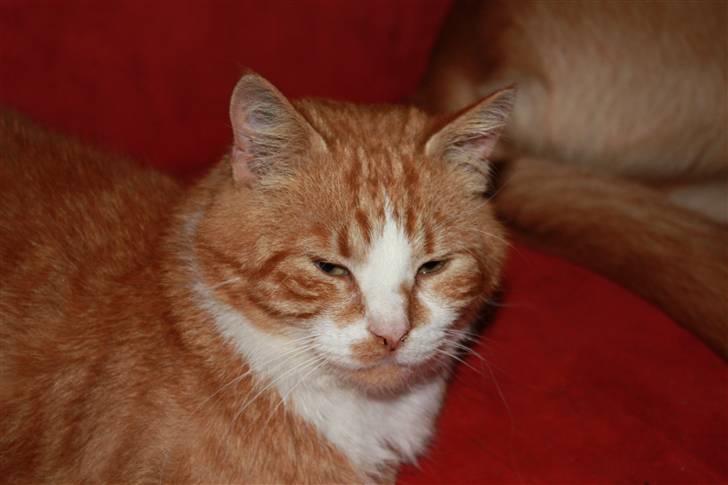 Huskat Benjamin R.I.P billede 8