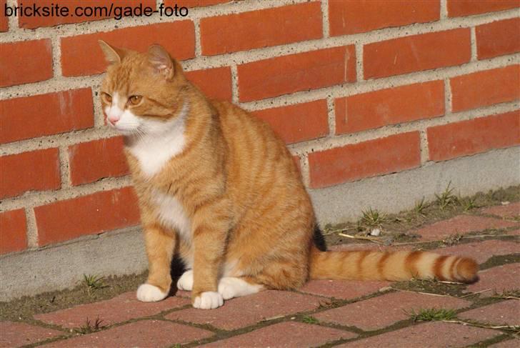 Huskat Rødtjørn´s Pjok <<3 - velkommen billede 1