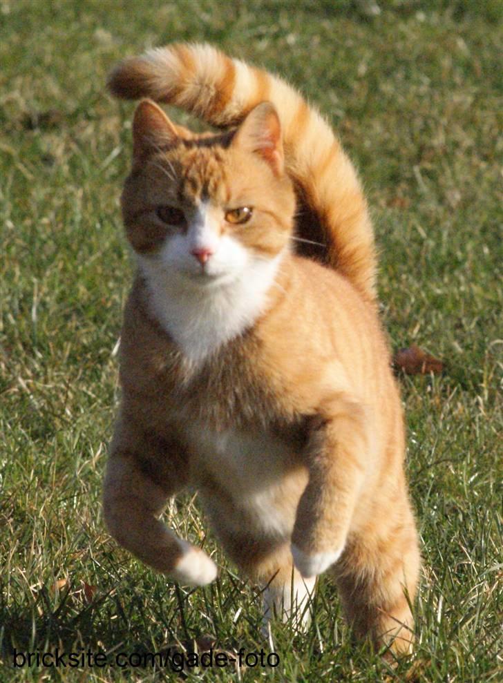 Huskat Rødtjørn´s Pjok <<3 - pjok ude i haven en af de første dage i året 2009 hvor der var sol :P  billede 2