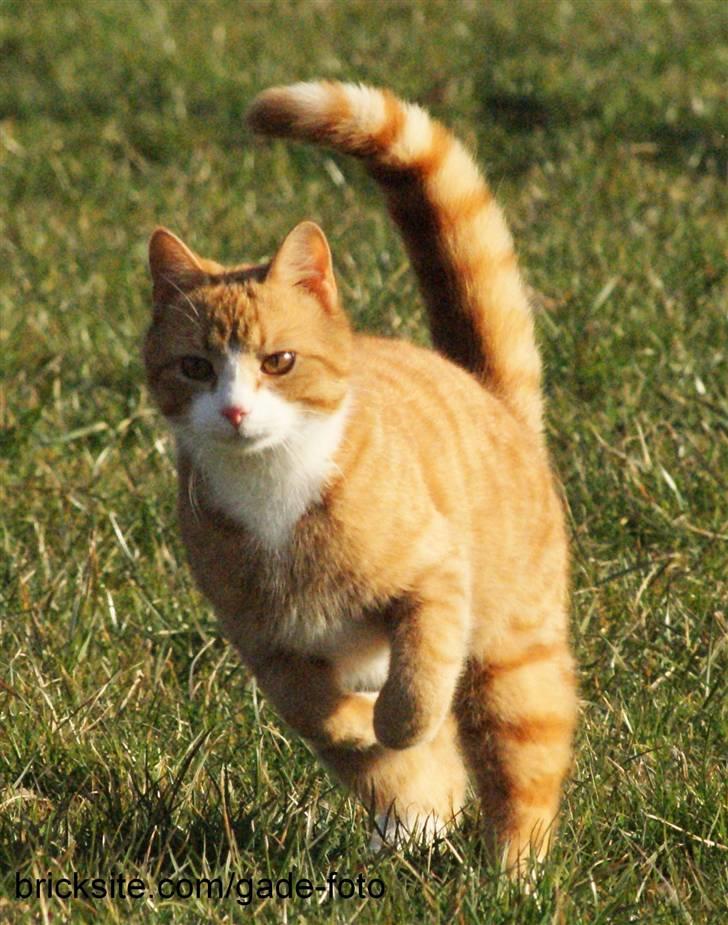 Huskat Rødtjørn´s Pjok <<3 - søde mis <<3 billede 3