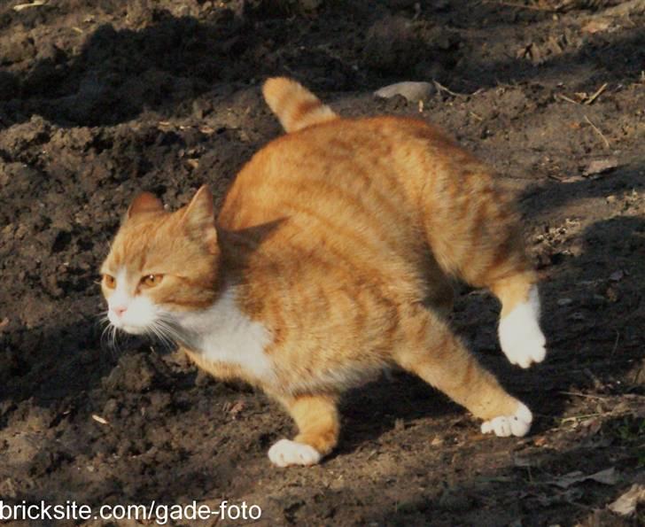 Huskat Rødtjørn´s Pjok <<3 - pjok løber igen, igen, igen, igen ..... xD billede 4