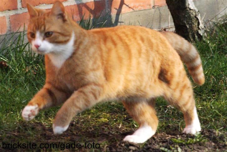 Huskat Rødtjørn´s Pjok <<3 - hehe pjok ville med ind så han skyndte sig hen til døren :D billede 5