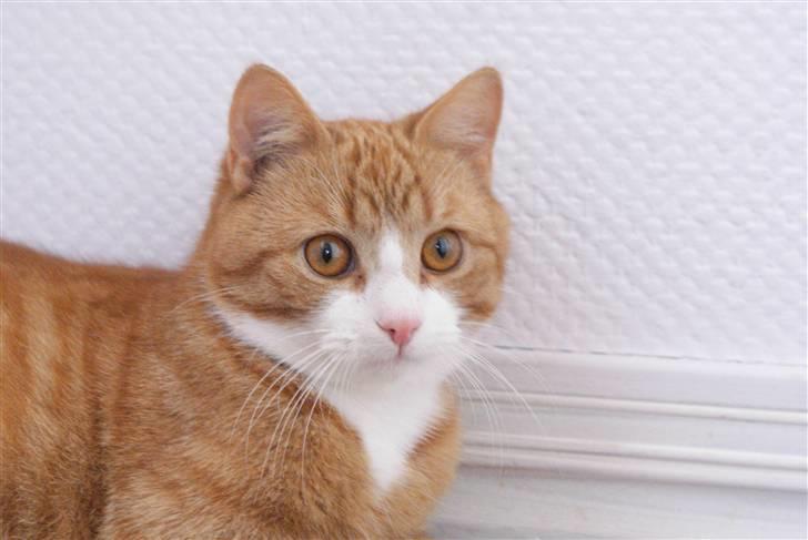 Huskat Rødtjørn´s Pjok <<3 - nogle gange kan det godt være svært at få sådant et billede af ham :D billede 6