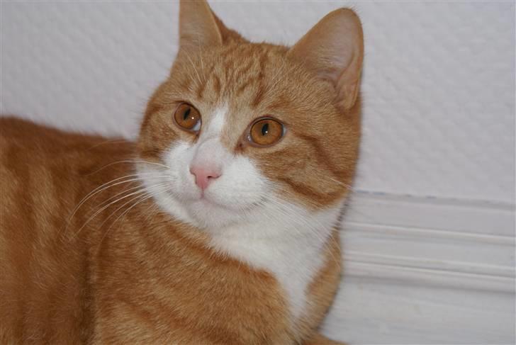 Huskat Rødtjørn´s Pjok <<3 - <<3 så dejlig  billede 7