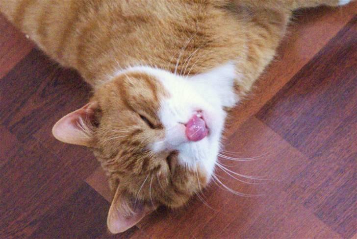 Huskat Rødtjørn´s Pjok <<3 - slikker sig lige om munden efter en gang leverposteg billede 8