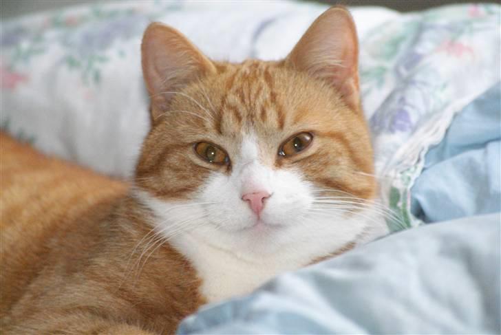 Huskat Rødtjørn´s Pjok <<3 - Pjok slapper lidt af ;D billede 9