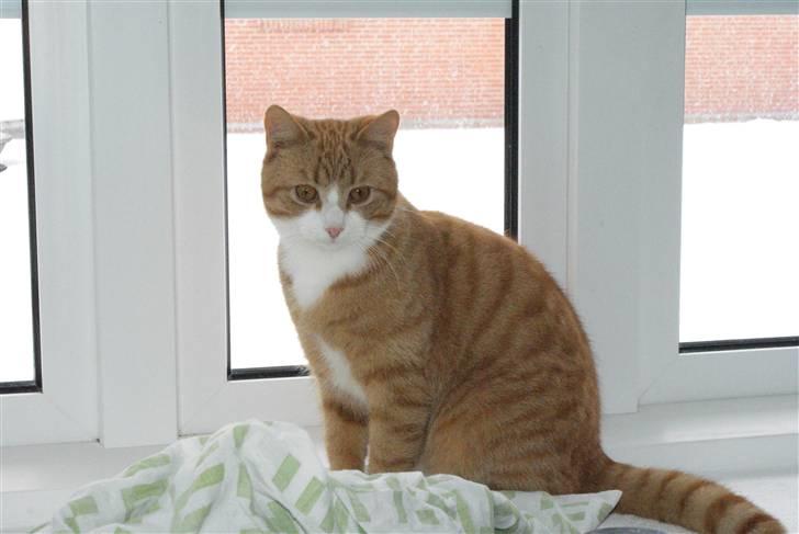 Huskat Rødtjørn´s Pjok <<3 - havde lige været oppe og spise :D billede 10