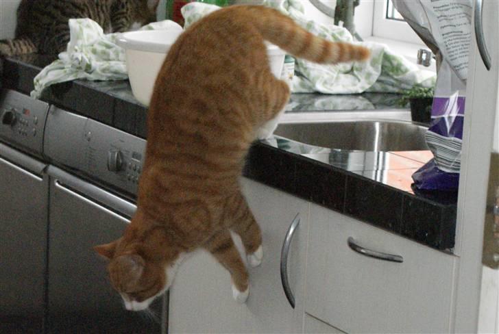 Huskat Rødtjørn´s Pjok <<3 - på vej ned fra bordet c(: billede 11