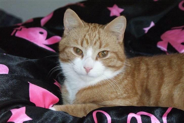 Huskat Rødtjørn´s Pjok <<3 - slapper af oppe i min seng :D billede 12