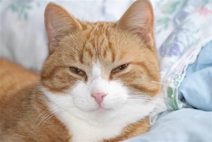 Huskat Rødtjørn´s Pjok <<3 - sover næsten xD billede 13