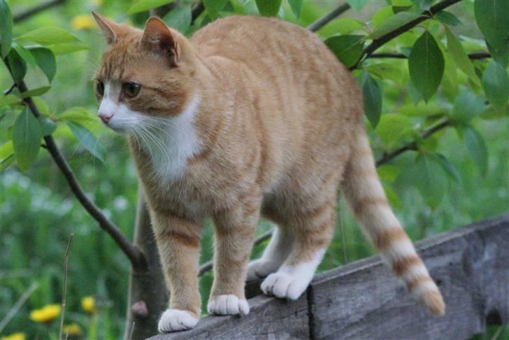 Huskat Rødtjørn´s Pjok <<3 - ude i træerne sammen med Bertram (som ikke er på billedet) billede 14