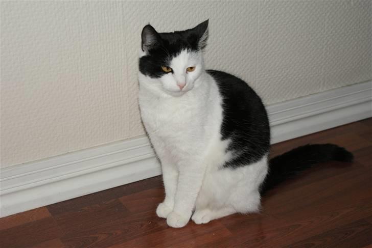 Huskat Rødtjørn´s Yvonne <<3 billede 1