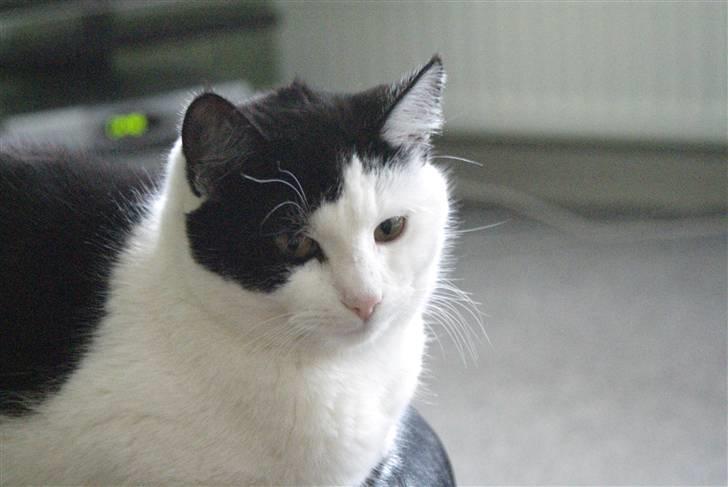 Huskat Rødtjørn´s Yvonne <<3 billede 2