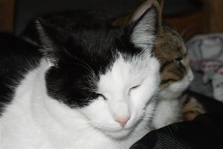 Huskat Rødtjørn´s Yvonne <<3 billede 3