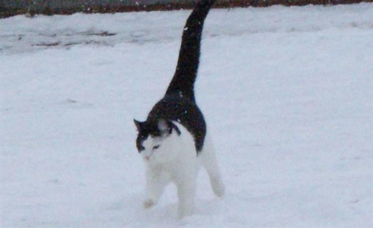 Huskat Rødtjørn´s Yvonne <<3 billede 4