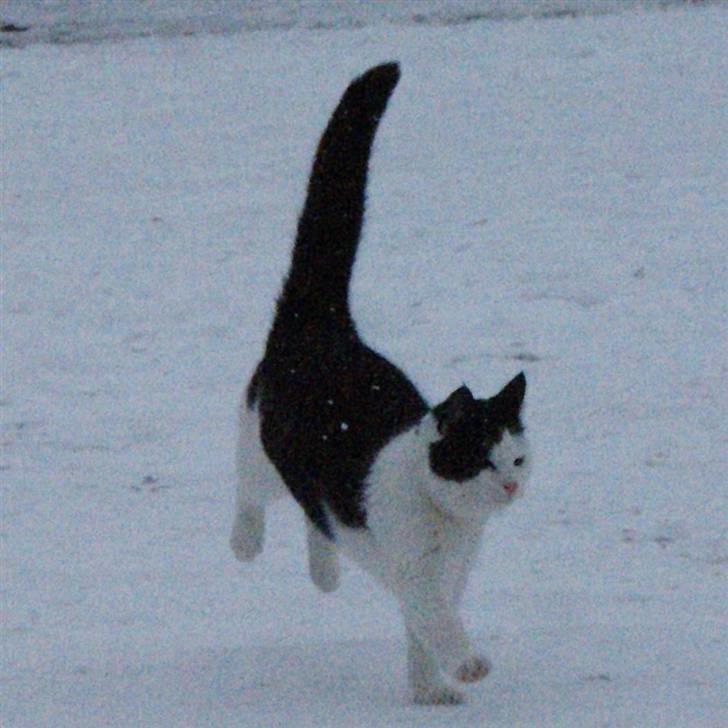 Huskat Rødtjørn´s Yvonne <<3 billede 5