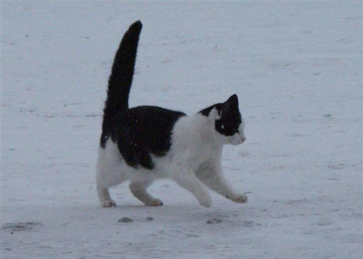 Huskat Rødtjørn´s Yvonne <<3 billede 6