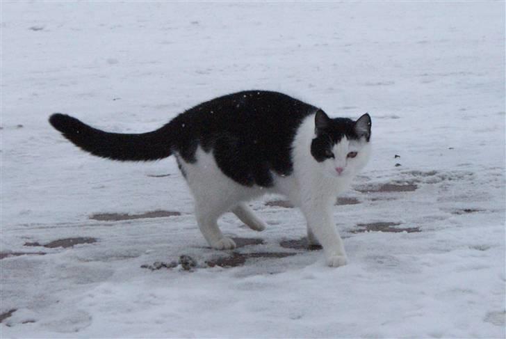 Huskat Rødtjørn´s Yvonne <<3 billede 7