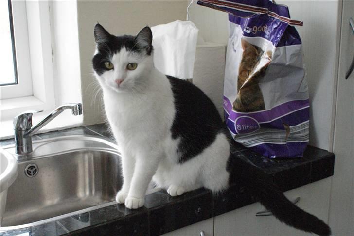 Huskat Rødtjørn´s Yvonne <<3 billede 8