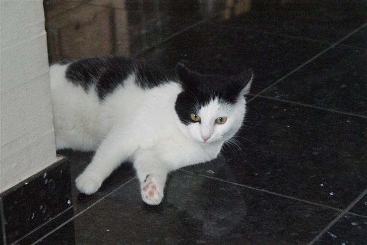 Huskat Rødtjørn´s Yvonne <<3 billede 9