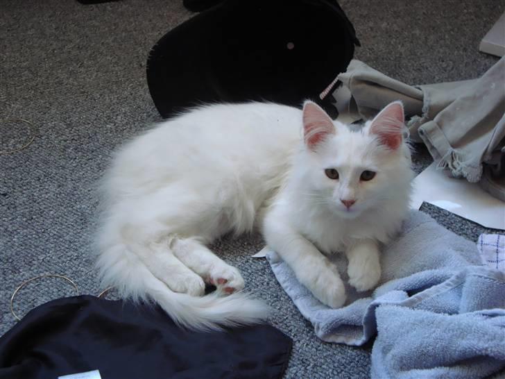 Maine Coon Miu billede 8