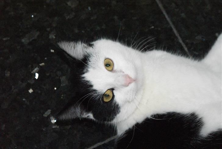 Huskat Rødtjørn´s Yvonne <<3 billede 10