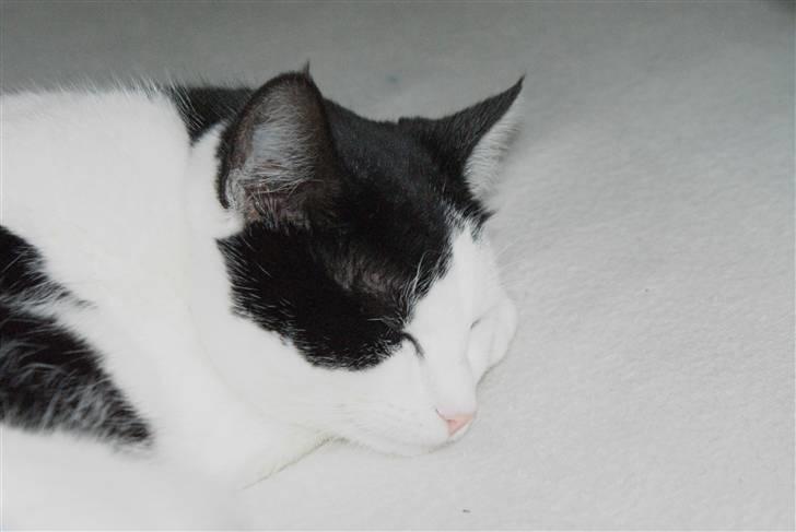 Huskat Rødtjørn´s Yvonne <<3 billede 11